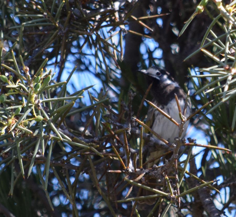 Honeyeater white fronted Sep 2020 05.JPG